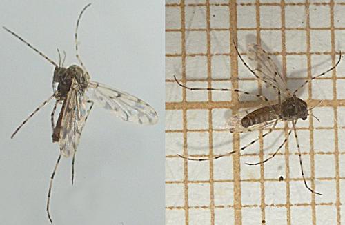 Ablabesmyia sp.