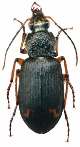 Chlaenius flaviguttatus