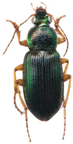 Chlaenius mederici