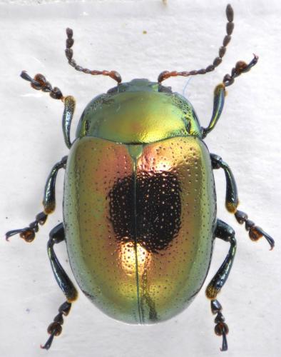 Chrysolina brunsvicensis