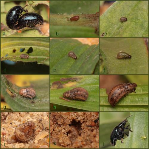 Réf. 116 668 : Chrysolina haemoptera