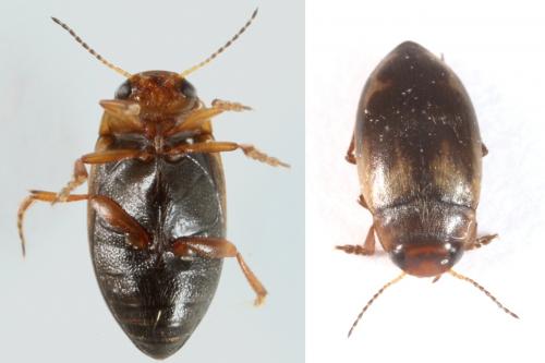 Hydroporus palustris