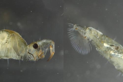 Chaoborus crystallinus