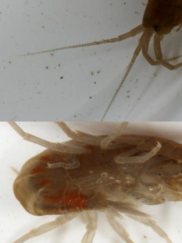 Gammarus sp.