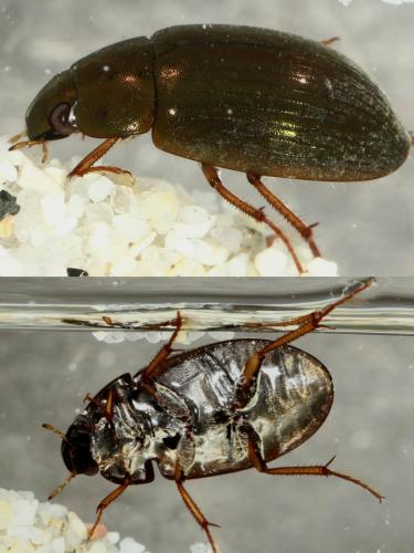 Réf. 116 850 : Hydrobius sp.