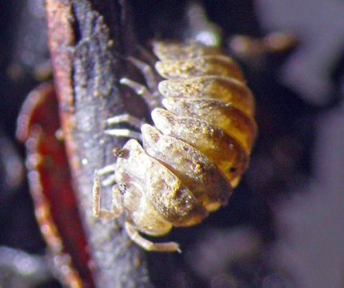Réf. 116 770 : Tendosphaera verrucosa
