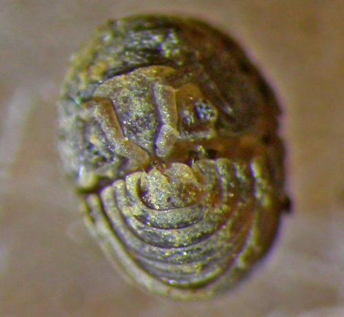 Réf. 116 771 : Tendosphaera verrucosa