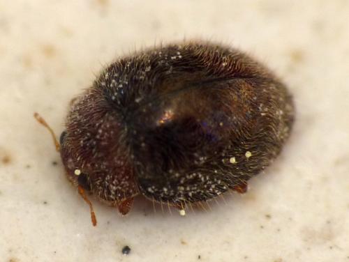 Rhyzobius lophanthae