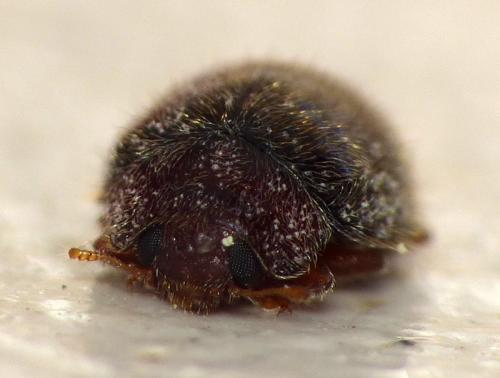 Réf. 116 213 : Rhyzobius lophanthae