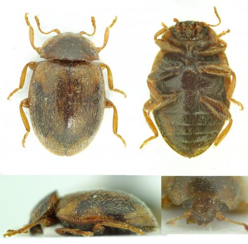 Réf. 116 113 : Rhyzobius chrysomeloides