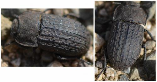 Réf. 116 308 : Opatrum sabulosum
