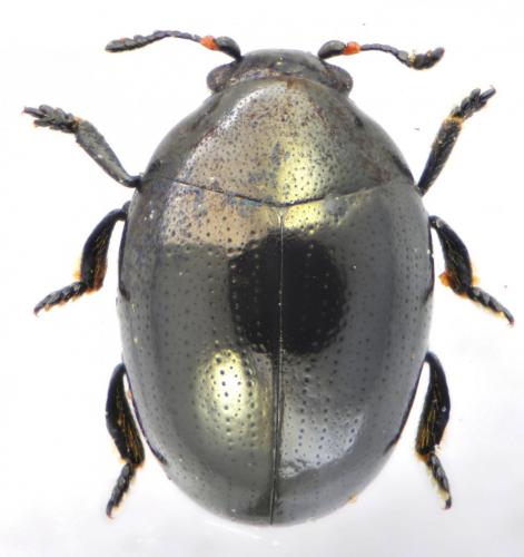 Réf. 116 253 : Oomorphus concolor