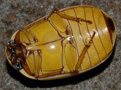 Réf. 116 281 : Platycoelia sp.