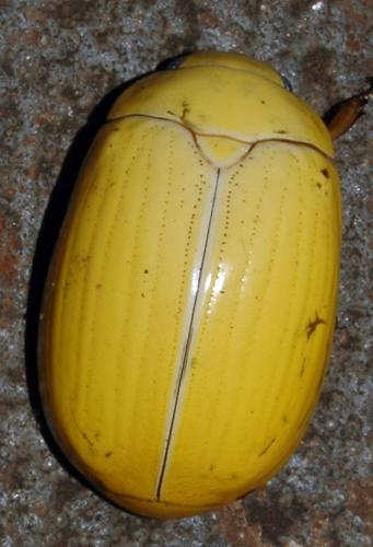 Réf. 116 282 : Platycoelia sp.