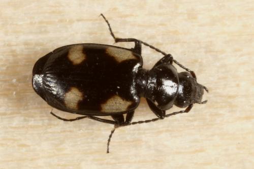 Lionychus quadrillum