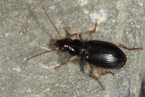 Réf. 116 287 : Paranchus albipes