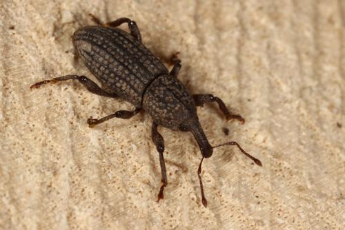 Mitoplinthus caliginosus caliginosus