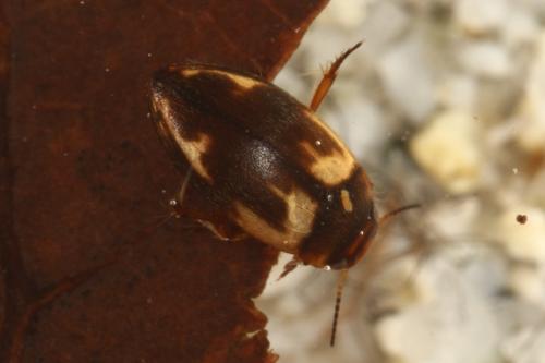 Hydroporus palustris