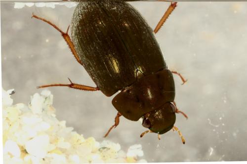 Réf. 116 849 : Hydrobius sp.