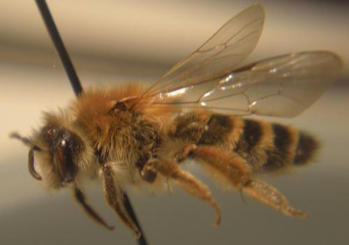 Andrena gravida