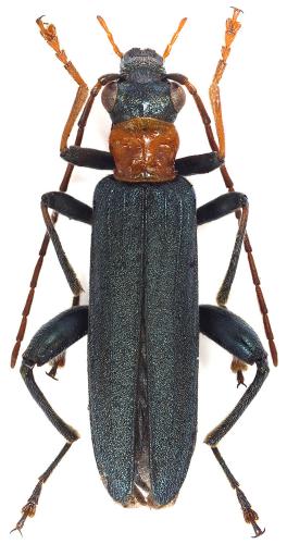 Oedemera croceicollis