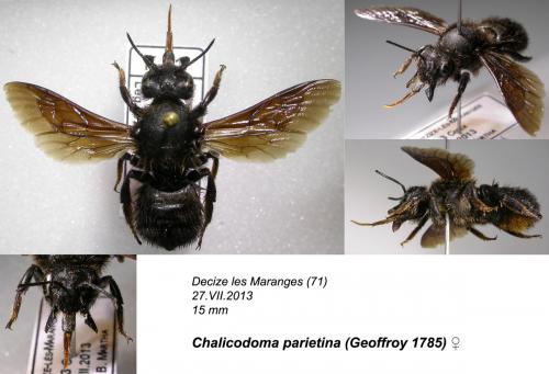 Réf. 116 606 : Megachile parietina