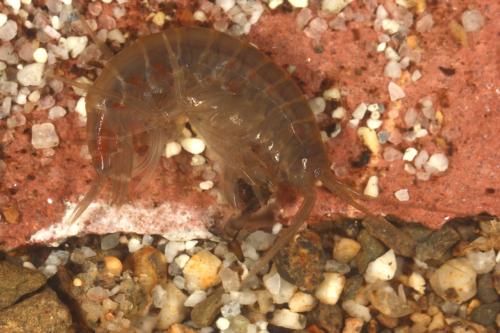 Réf. 116 285 : Gammarus pulex