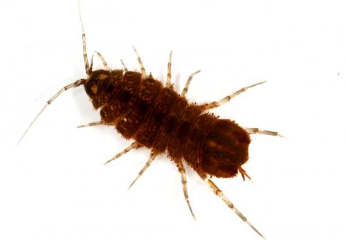 Asellus aquaticus