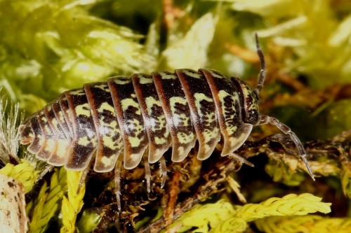Armadillidium pictum