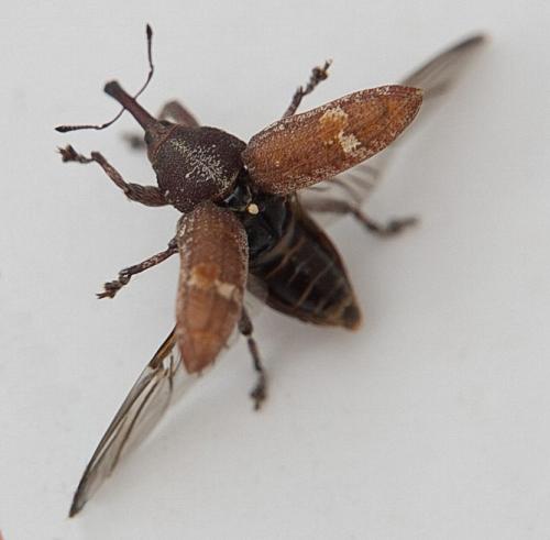 Réf. 116 994 : Pissodes validirostris