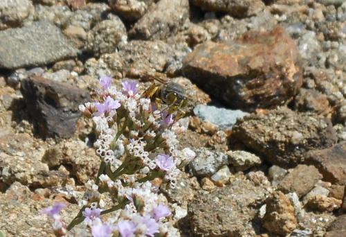 Bembix rostrata