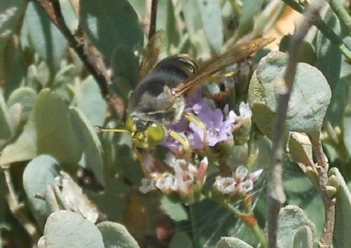 Bembix rostrata