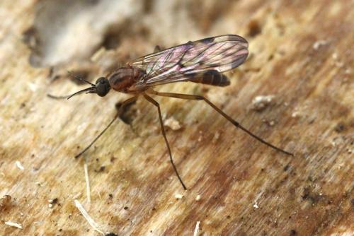 Sylvicola sp.