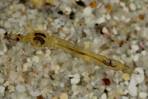 Chaoborus crystallinus