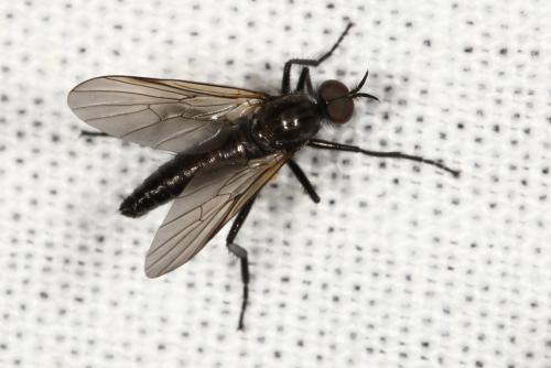 Rhamphomyia sp.