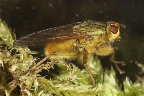 Scathophaga stercoraria