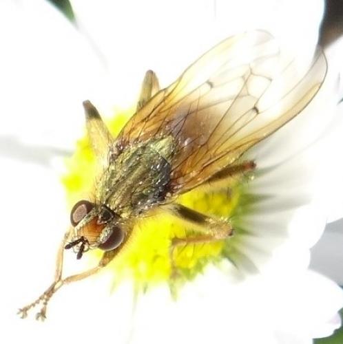 Scathophaga stercoraria