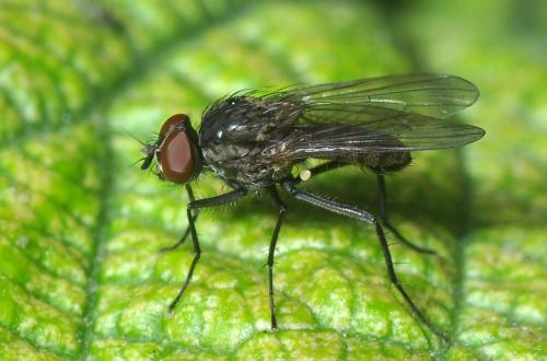 Réf. 116 013 : Delia platura