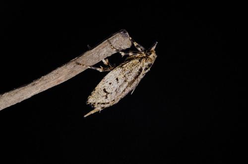Diurnea fagella