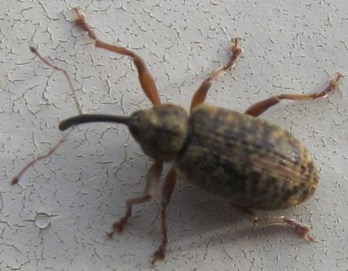 Dorytomus longimanus