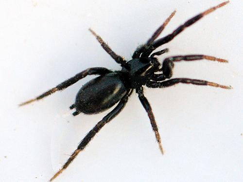 Réf. 116 781 : Drassyllus sp.
