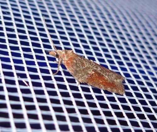 Acleris hastiana