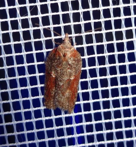 Acleris hastiana