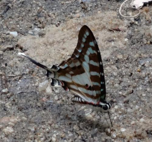 Graphium evombar