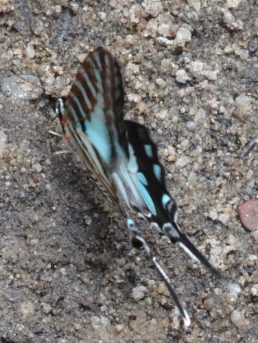 Graphium evombar