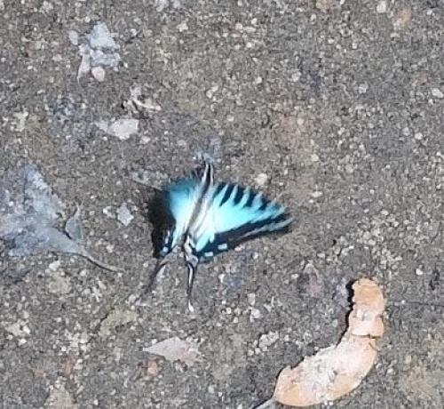 Graphium evombar