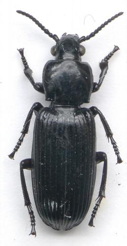 Stereostoma sp.