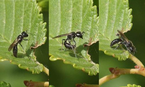 Réf. 116 653 : Pemphredon sp.