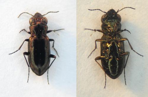 Réf. 116 175 : Notiophilus biguttatus