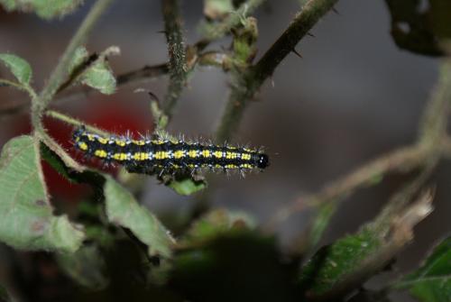 Callimorpha dominula
